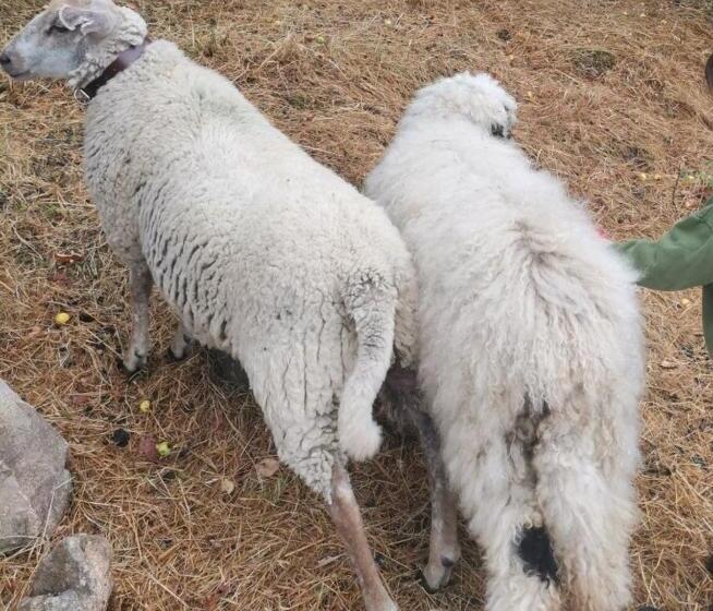 צימר Domaine Des Maillets