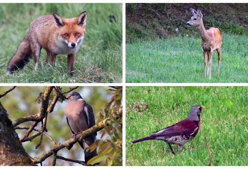 ベッドアンドブレックファースト Dworek Natury