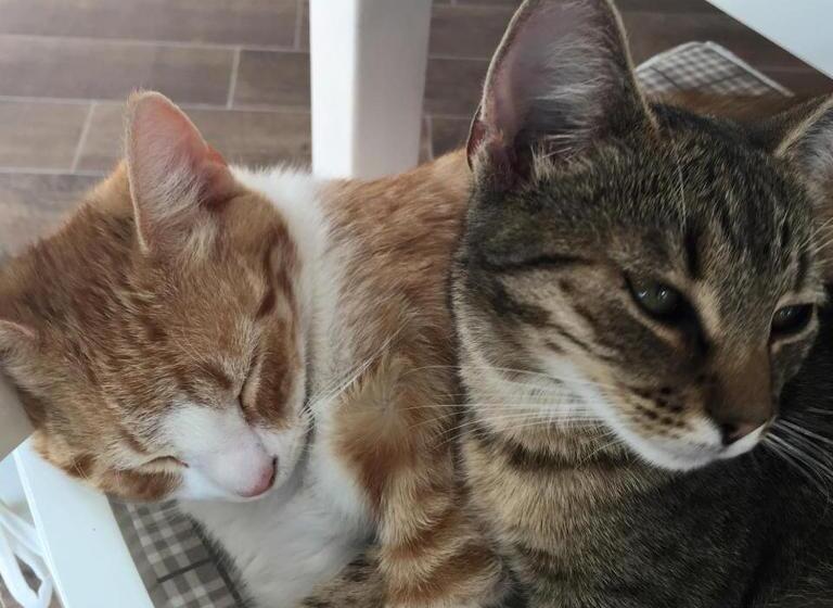 צימר Villa Sobótka