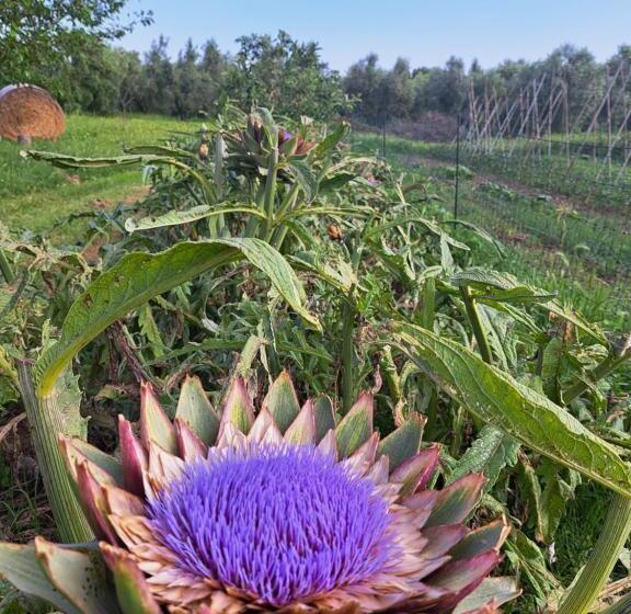 هتل Agriturismo La Tortorella