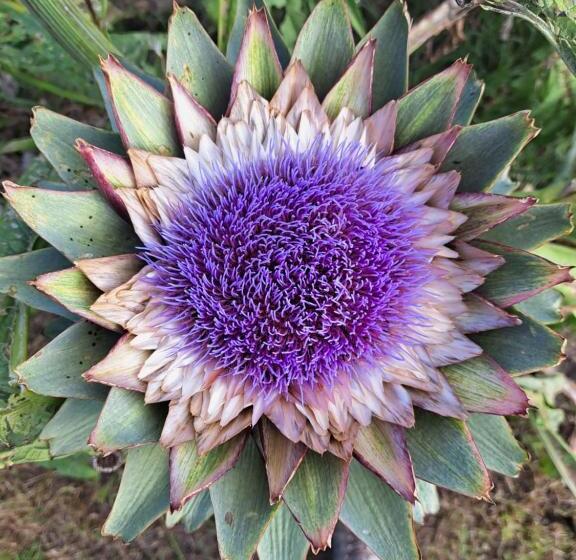 هتل Agriturismo La Tortorella