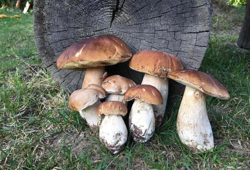 ホテル Agroturystyka Pod Modrzewiem   Babia Góra