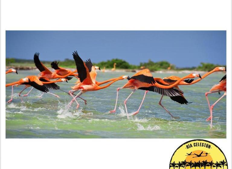 בית מלון כפרי Cabañas Camping Ria Celestun