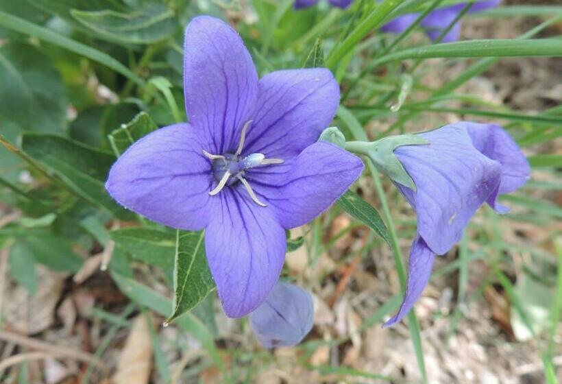 Отель Ferme De Sejour Rebuffel