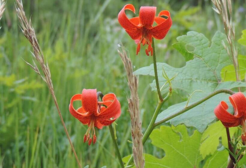 Отель Ferme De Sejour Rebuffel