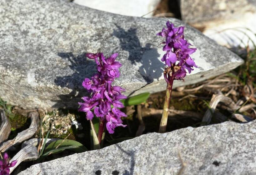 בית מלון כפרי Meio Country House