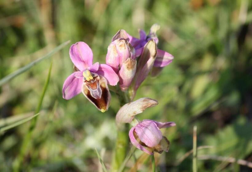 בית מלון כפרי Meio Country House