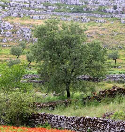 בית מלון כפרי Meio Country House