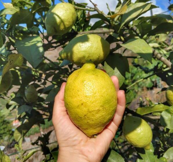 酒店 Quinta Terezinha