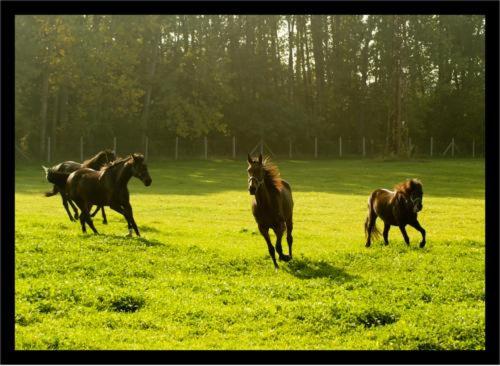 ペンション Alba Regia Pansion Egri