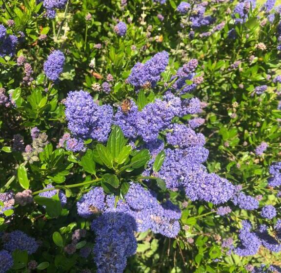 פנסיון Le Logis De Vallans