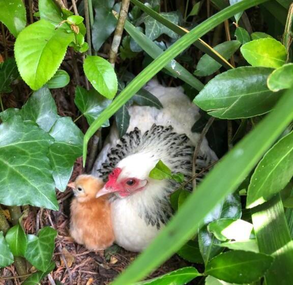 פנסיון Le Logis De Vallans