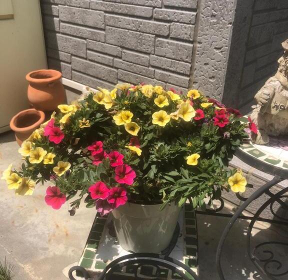 Пансион 民宿とまとハウスtomato House