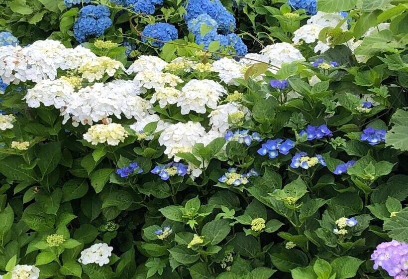 Пансион 民宿とまとハウスtomato House