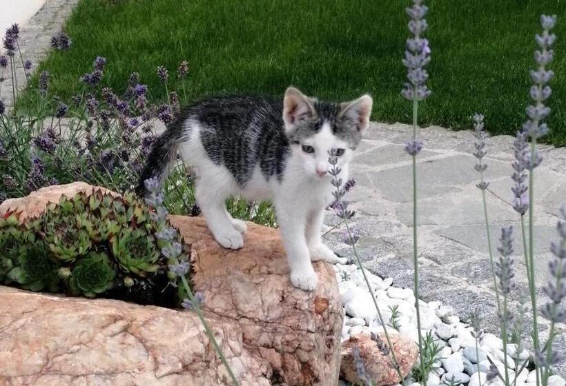 פנסיון Wohlfühlhof Bachzelt