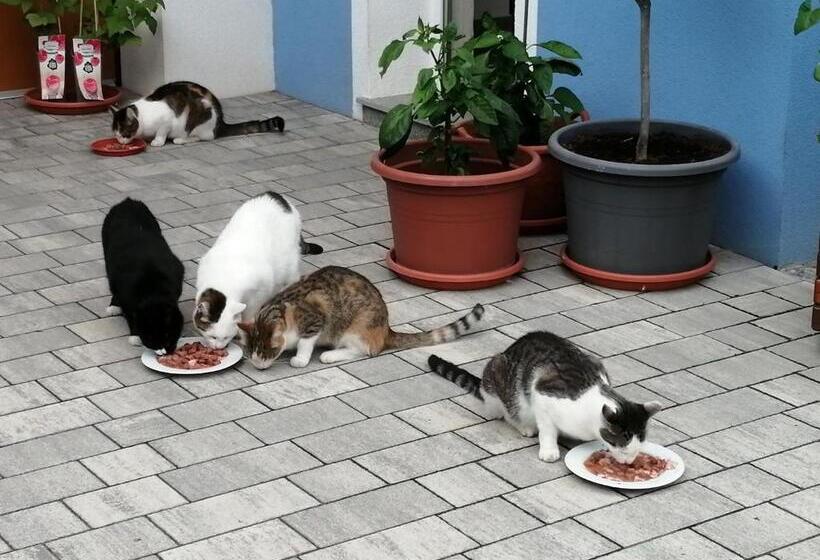 פנסיון Wohlfühlhof Bachzelt