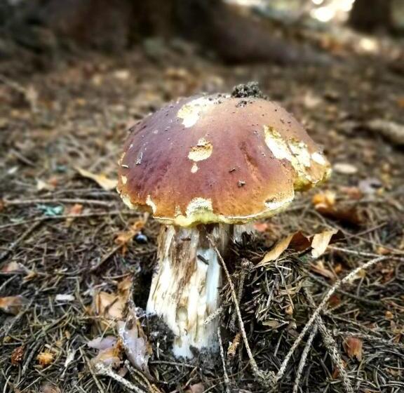 リゾートホテル Forest Houses,форест хаусис