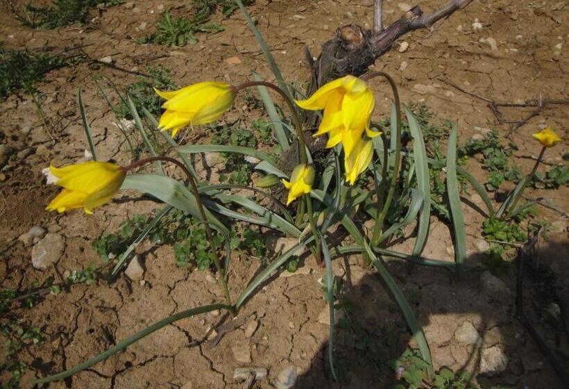 צימר Chambres D Hôtes Pom Paille