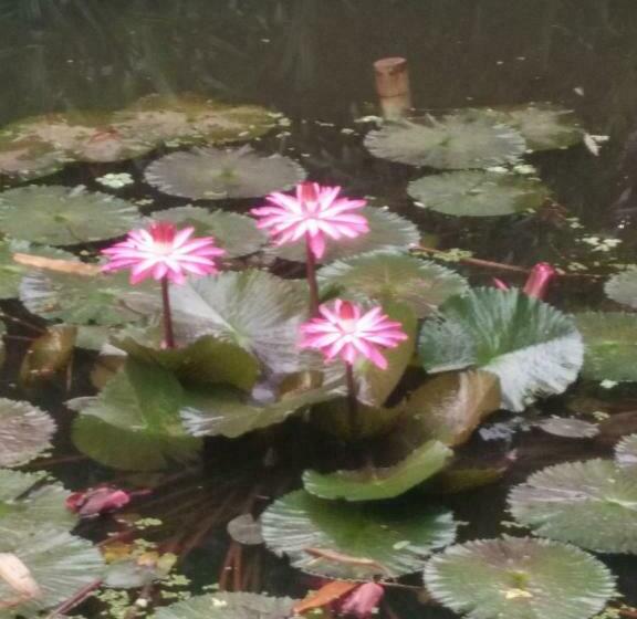 Pension ต้งโฮมหละปูน ณ ตูบคำ