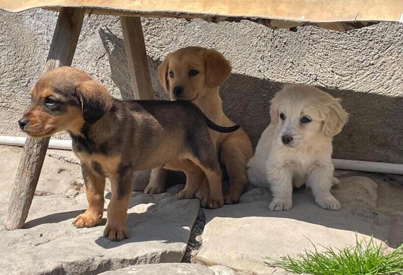 Пансион Chalet Giuel