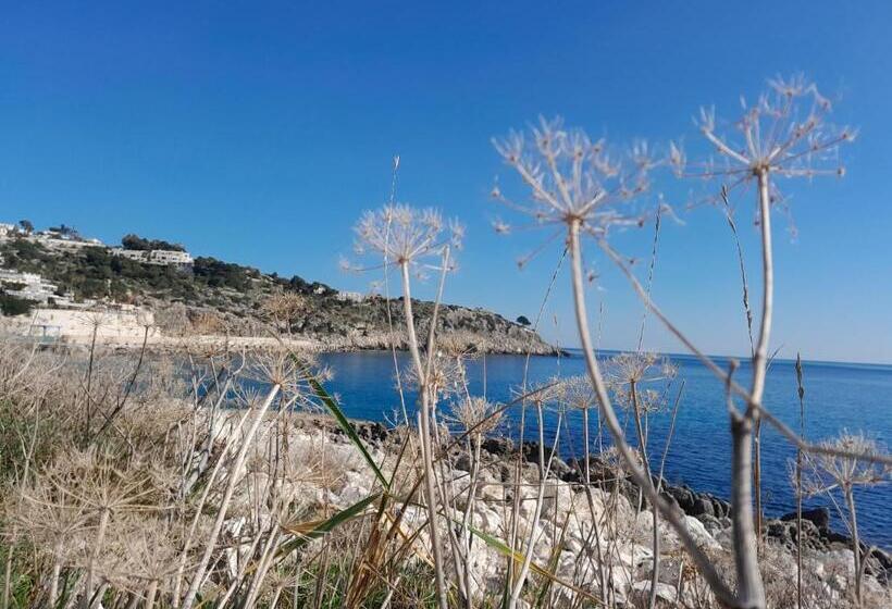 بنسيون El Paso