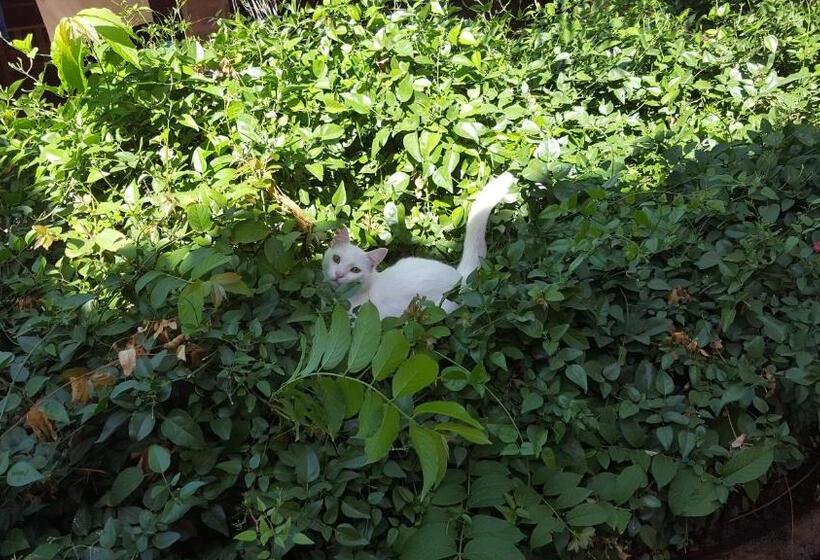 ユースホステル Pousada Agua Marinha