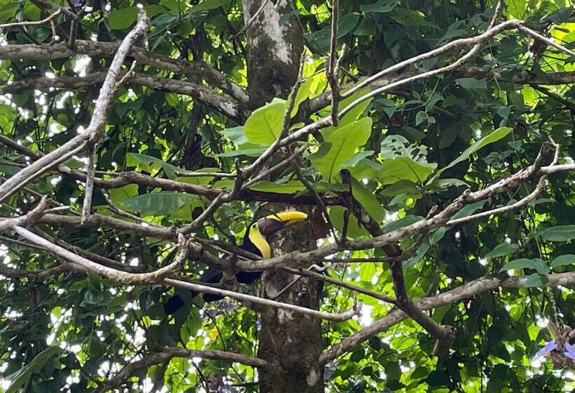酒店 Cabaña En El Rincon Corcovado