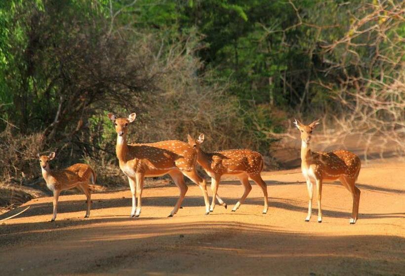 호텔 Leopard Corridor Yala