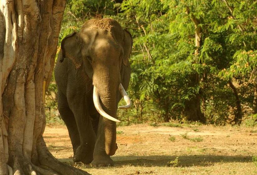 호텔 Leopard Corridor Yala