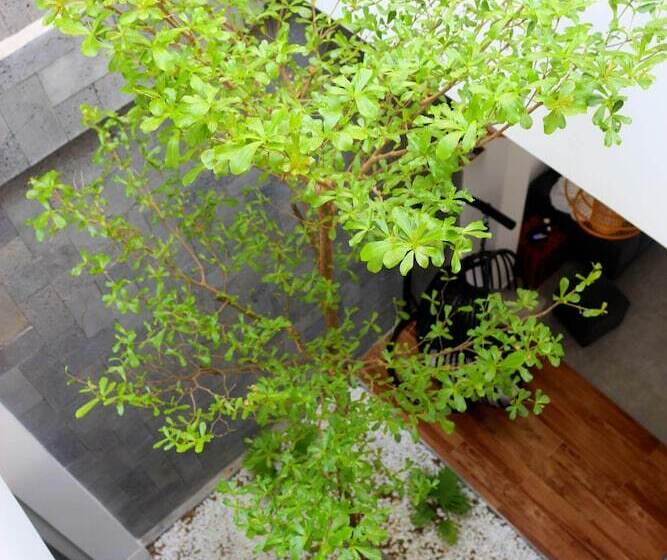 هتل Starfruit Villa