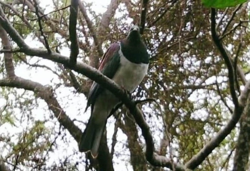 هتل Auckland Country Cottages