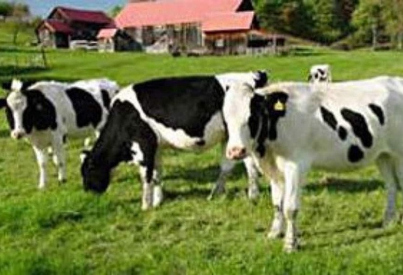 مبيت وإفطار Arlington S West Mountain Inn