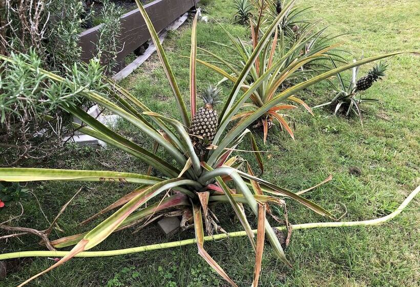 צימר Hawaii Island Resort