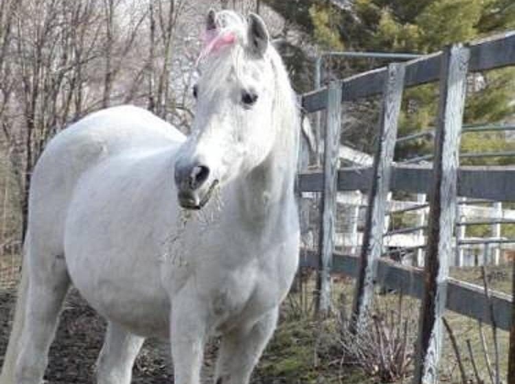 مبيت وإفطار The Inn On The Horse Farm