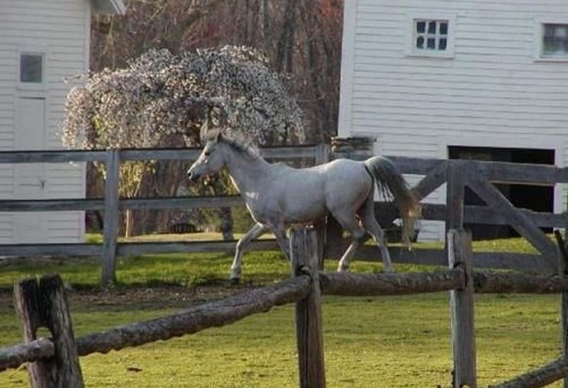 مبيت وإفطار The Inn On The Horse Farm