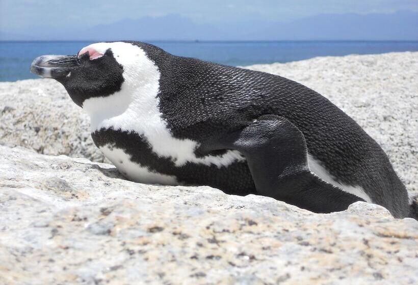 Отель Mariner Guesthouse & Villa