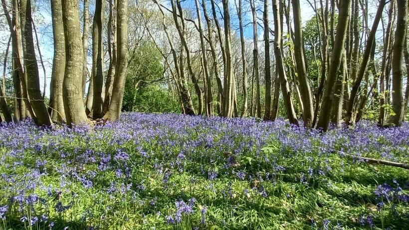 Отель Plumpton House