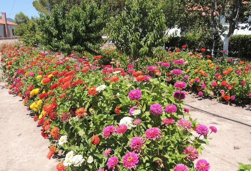 هتل Vicky Studios