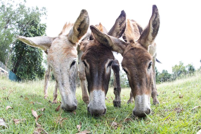 펜션 Batchelor Butterfly Farm