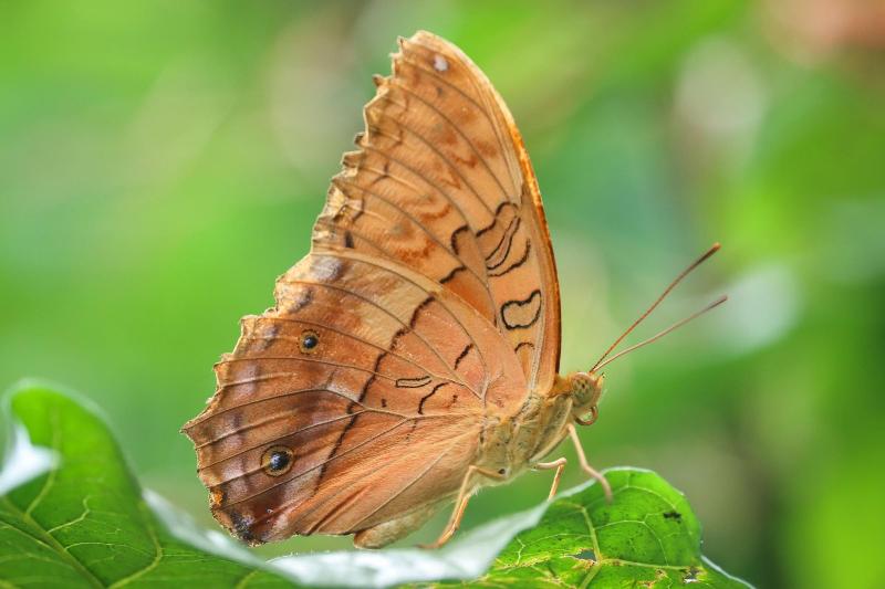 펜션 Batchelor Butterfly Farm