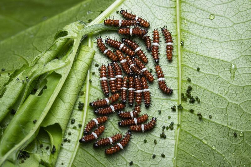 پانسیون Batchelor Butterfly Farm