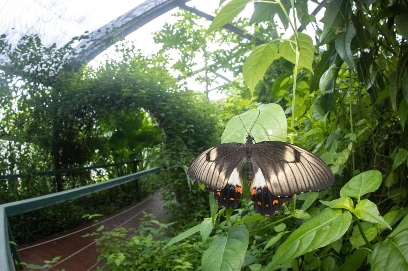 پانسیون Batchelor Butterfly Farm