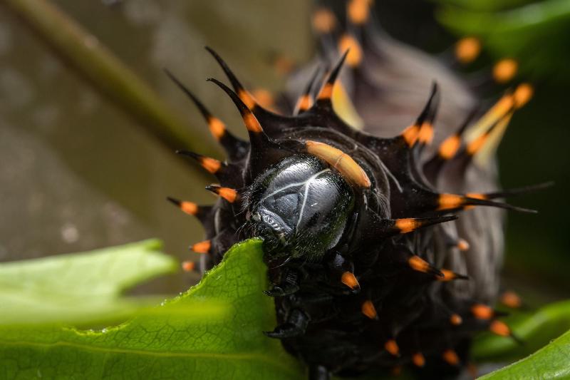 펜션 Batchelor Butterfly Farm