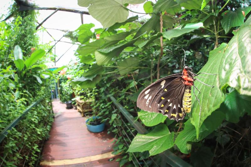 پانسیون Batchelor Butterfly Farm