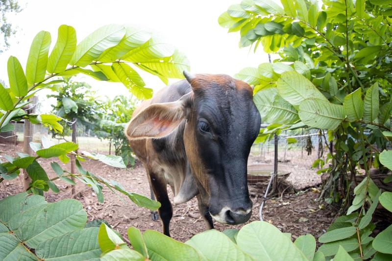 펜션 Batchelor Butterfly Farm