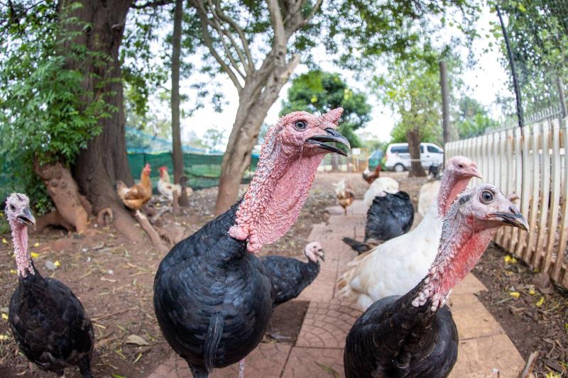 펜션 Batchelor Butterfly Farm