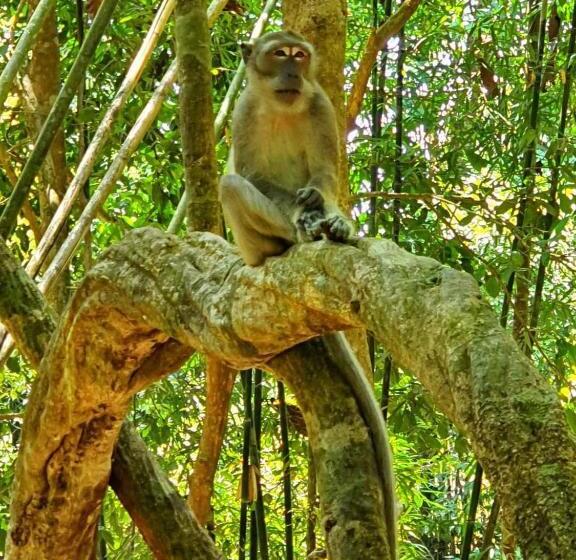 فندق Khao Sok Country Resort
