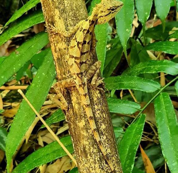 فندق Khao Sok Country Resort