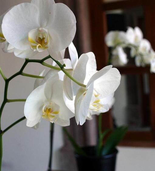 تختخواب و صبحانه Casa De Los Olivos