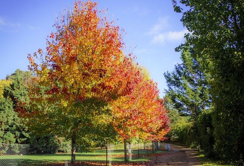 Bright Mystic Valley